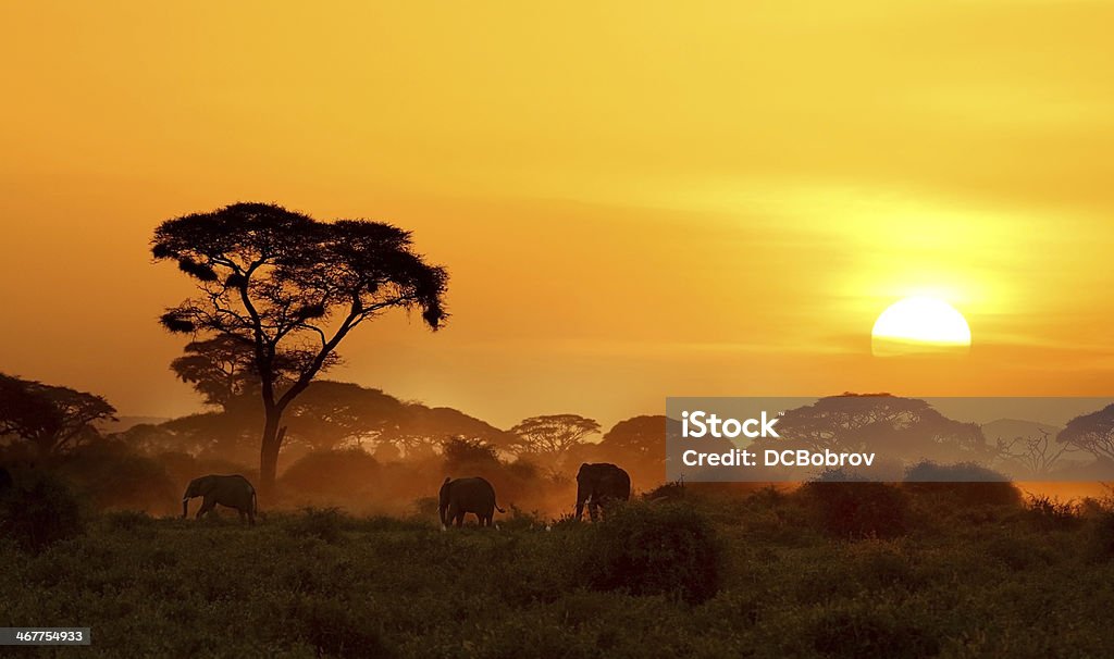 Sunset In Amboseli.
